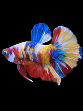 Load image into Gallery viewer, Male Halfmoon Plakat - Multicolor #1562 - Live Betta Fish
