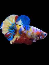 Load image into Gallery viewer, Male Halfmoon Plakat - Multicolor #1562 - Live Betta Fish

