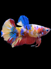 Load image into Gallery viewer, Male Halfmoon Plakat - Multicolor #1562 - Live Betta Fish
