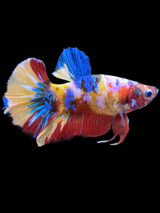 Male Halfmoon Plakat - Multicolor #1562 - Live Betta Fish