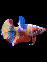 Load image into Gallery viewer, Male Halfmoon Plakat - Multicolor #1562 - Live Betta Fish
