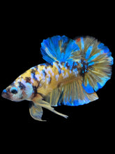 Load image into Gallery viewer, GIANT Male Halfmoon Plakat - Yellow Galaxy #1568 - Live Betta Fish
