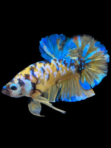 GIANT Male Halfmoon Plakat - Yellow Galaxy #1568 - Live Betta Fish