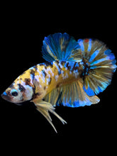 Load image into Gallery viewer, GIANT Male Halfmoon Plakat - Yellow Galaxy #1568 - Live Betta Fish
