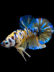 GIANT Male Halfmoon Plakat - Yellow Galaxy #1568 - Live Betta Fish