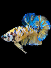 Load image into Gallery viewer, GIANT Male Halfmoon Plakat - Yellow Galaxy #1568 - Live Betta Fish
