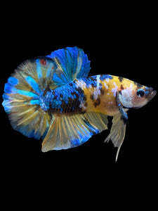 GIANT Male Halfmoon Plakat - Yellow Galaxy #1568 - Live Betta Fish