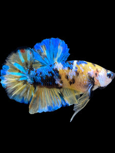 GIANT Male Halfmoon Plakat - Yellow Galaxy #1568 - Live Betta Fish