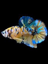 Load image into Gallery viewer, GIANT Male Halfmoon Plakat - Yellow Galaxy #1568 - Live Betta Fish
