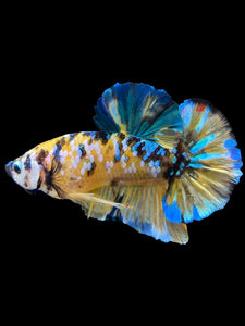 GIANT Male Halfmoon Plakat - Yellow Galaxy #1568 - Live Betta Fish