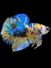 Load image into Gallery viewer, GIANT Male Halfmoon Plakat - Yellow Galaxy #1568 - Live Betta Fish
