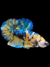 Load image into Gallery viewer, GIANT Male Halfmoon Plakat - Yellow Galaxy #1568 - Live Betta Fish
