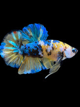 Load image into Gallery viewer, GIANT Male Halfmoon Plakat - Yellow Galaxy #1568 - Live Betta Fish
