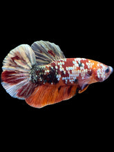 Load image into Gallery viewer, Male Halfmoon Plakat - Nemo Gold Glitter #1569 - Live Betta Fish
