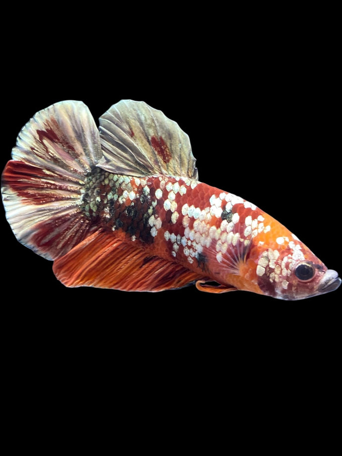Male Halfmoon Plakat - Nemo Gold Glitter #1569 - Live Betta Fish
