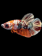 Load image into Gallery viewer, Male Halfmoon Plakat - Nemo Gold Glitter #1569 - Live Betta Fish
