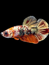 Load image into Gallery viewer, Male Halfmoon Plakat - Nemo Gold Glitter #1569 - Live Betta Fish
