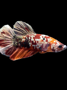 Male Halfmoon Plakat - Nemo Gold Glitter #1569 - Live Betta Fish