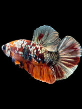 Load image into Gallery viewer, Male Halfmoon Plakat - Nemo Gold Glitter #1569 - Live Betta Fish
