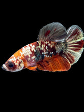 Load image into Gallery viewer, Male Halfmoon Plakat - Nemo Gold Glitter #1569 - Live Betta Fish
