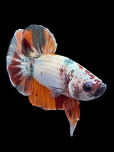Load image into Gallery viewer, Male Halfmoon Plakat - Candy Copper #1575 - Live Betta Fish
