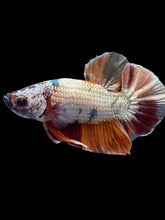 Load image into Gallery viewer, Male Halfmoon Plakat - Candy Copper #1575 - Live Betta Fish
