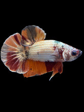 Load image into Gallery viewer, Male Halfmoon Plakat - Candy Copper #1575 - Live Betta Fish
