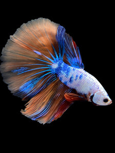 Male Halfmoon - Galaxy #1578 - Live Betta Fish