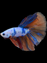 Load image into Gallery viewer, Male Halfmoon - Galaxy #1578 - Live Betta Fish
