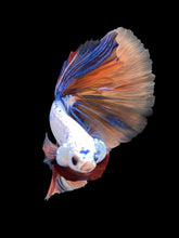 Load image into Gallery viewer, Male Halfmoon - Galaxy #1578 - Live Betta Fish
