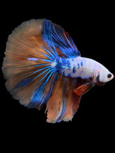 Load image into Gallery viewer, Male Halfmoon - Galaxy #1578 - Live Betta Fish
