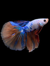 Load image into Gallery viewer, Male Halfmoon - Galaxy #1578 - Live Betta Fish
