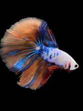 Load image into Gallery viewer, Male Halfmoon - Galaxy #1578 - Live Betta Fish
