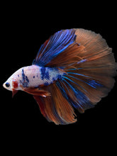Load image into Gallery viewer, Male Halfmoon - Galaxy #1578 - Live Betta Fish
