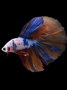 Male Halfmoon - Galaxy #1578 - Live Betta Fish