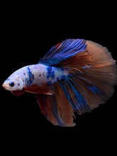 Load image into Gallery viewer, Male Halfmoon - Galaxy #1578 - Live Betta Fish
