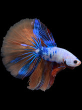 Load image into Gallery viewer, Male Halfmoon - Galaxy #1578 - Live Betta Fish
