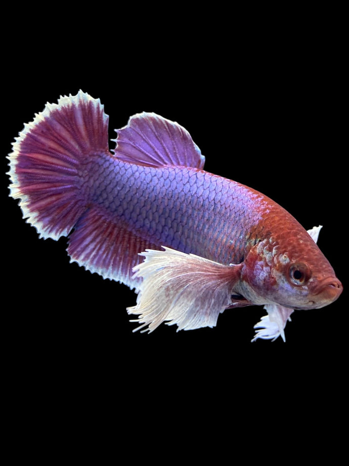 GIANT Female Halfmoon Plakat - Dumbo Lavender #1579 Live Betta Fish