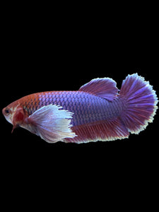GIANT Female Halfmoon Plakat - Dumbo Lavender #1579 Live Betta Fish