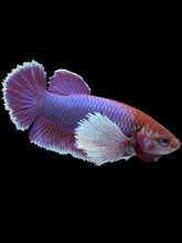 Load image into Gallery viewer, GIANT Female Halfmoon Plakat - Dumbo Lavender #1579 Live Betta Fish
