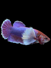 Load image into Gallery viewer, GIANT Female Halfmoon Plakat - Dumbo Lavender #1579 Live Betta Fish
