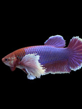 Load image into Gallery viewer, GIANT Female Halfmoon Plakat - Dumbo Lavender #1579 Live Betta Fish
