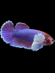 GIANT Female Halfmoon Plakat - Dumbo Lavender #1579 Live Betta Fish