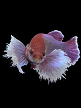 Load image into Gallery viewer, GIANT Female Halfmoon Plakat - Dumbo Lavender #1579 Live Betta Fish
