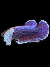 Load image into Gallery viewer, GIANT Female Halfmoon Plakat - Dumbo Lavender #1579 Live Betta Fish
