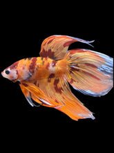 Load image into Gallery viewer, Male Veiltail - Nemo #157 - Live Betta Fish

