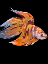 Load image into Gallery viewer, Male Veiltail - Nemo #157 - Live Betta Fish
