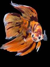 Load image into Gallery viewer, Male Veiltail - Nemo #157 - Live Betta Fish

