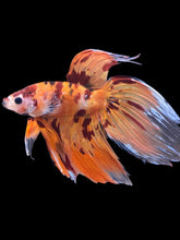 Load image into Gallery viewer, Male Veiltail - Nemo #157 - Live Betta Fish
