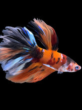 Load image into Gallery viewer, Male Rosetail - Galaxy #1580 - Live Betta Fish
